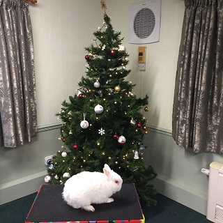 Snowy Derby magic rabbit Christmas party entertainment Snowy, the live magic rabbit, delighting children during a Christmas party performance by Magic Stuart in Derby