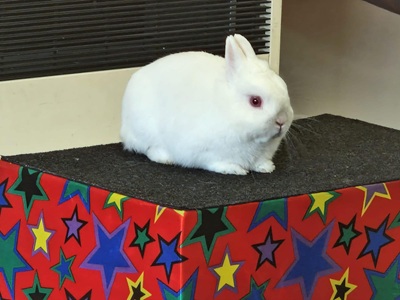 Photograph of Snowy the rabbit used in a newspaper story about magic shows.