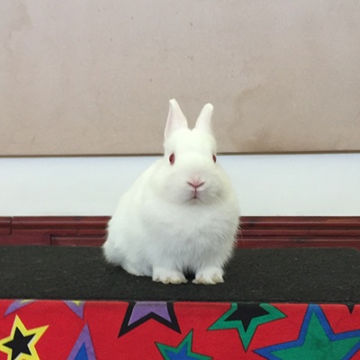 Picture from media coverage showing Snowy the rabbit 