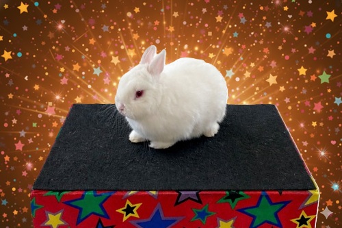 Snowy the magical live rabbit at a children’s party – Derby’s favourite party pet