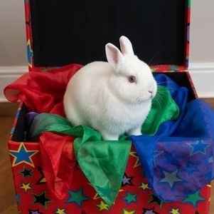 Snowy the Rabbit at a Derby Children's Party Snowy, Magic Stuart's friendly white rabbit, meeting children at a children's birthday party in Derby. Snowy is a special addition to selected Magic Stuart children's parties across Derby and Derbyshire, giving children the chance to meet him and enjoy a memorable photo opportunity.