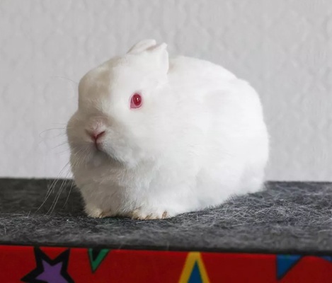 Press image of Snowy the rabbit appearing in UK media coverage.